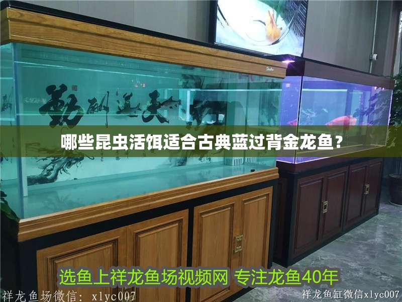 哪些昆蟲活餌適合古典藍過背金龍魚？