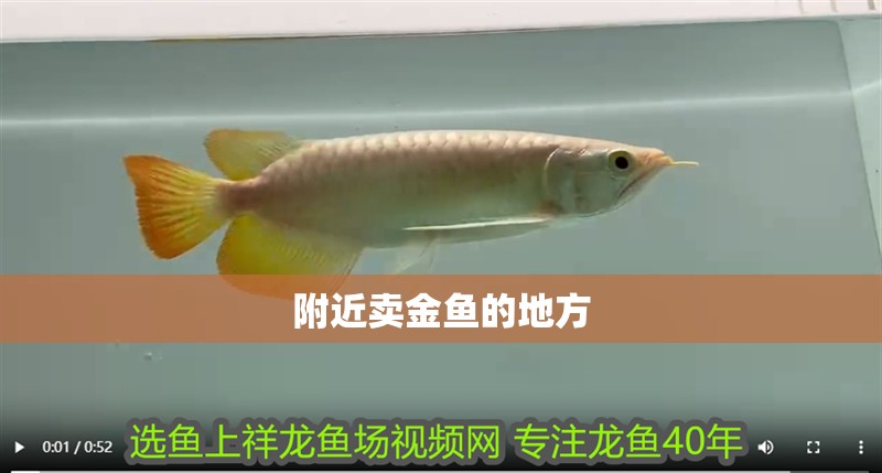 附近賣金魚的地方