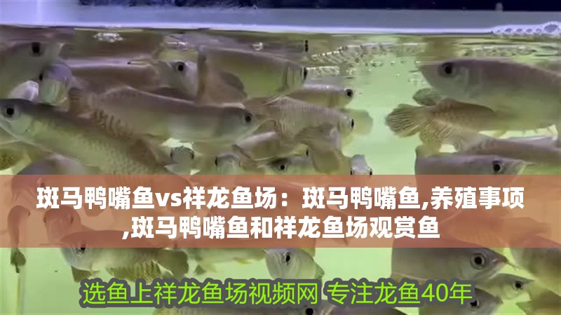 斑馬鴨嘴魚vs祥龍魚場：斑馬鴨嘴魚,養殖事項,斑馬鴨嘴魚和祥龍魚場觀賞魚