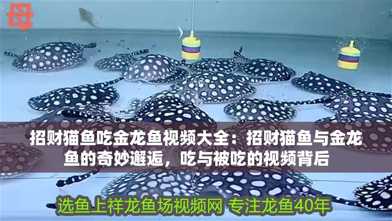 招財(cái)貓魚吃金龍魚視頻大全：招財(cái)貓魚與金龍魚的奇妙邂逅，吃與被吃的視頻背后