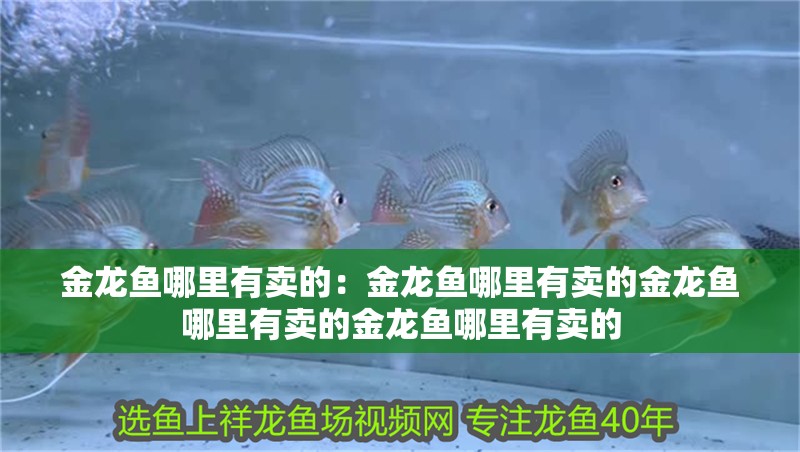 金龍魚哪里有賣的：金龍魚哪里有賣的金龍魚哪里有賣的金龍魚哪里有賣的