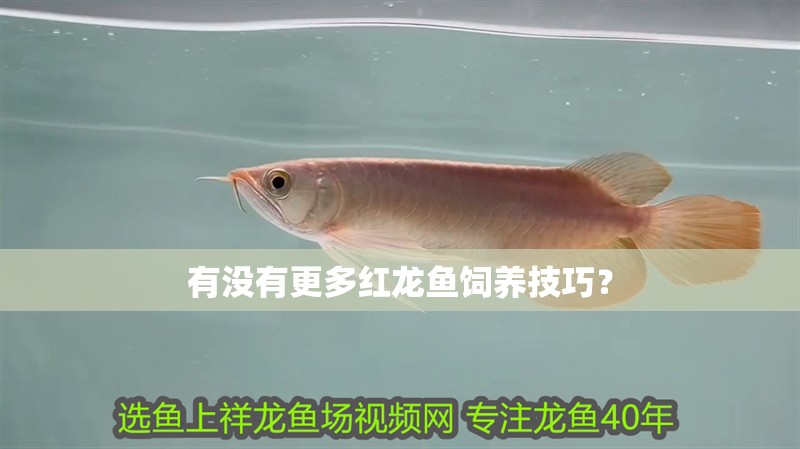 有沒(méi)有更多紅龍魚飼養(yǎng)技巧？