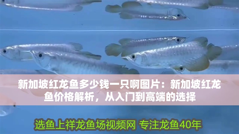 新加坡紅龍魚多少錢一只啊圖片：新加坡紅龍魚價格解析，從入門到高端的選擇
