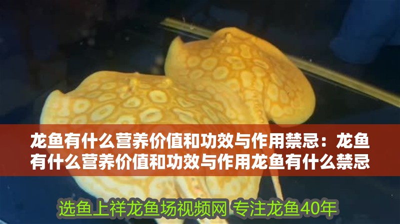龍魚有什么營養價值和功效與作用禁忌：龍魚有什么營養價值和功效與作用龍魚有什么禁忌