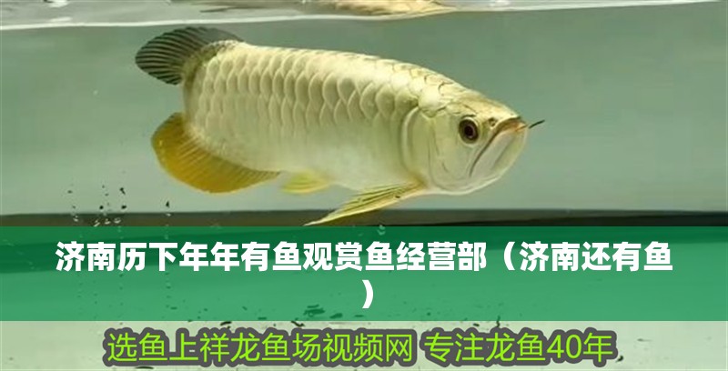 濟南歷下年年有魚觀賞魚經營部（濟南還有魚）