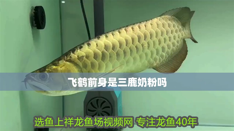 飛鶴前身是三鹿奶粉嗎 飛鶴前身是三鹿奶粉嗎 龍魚論壇