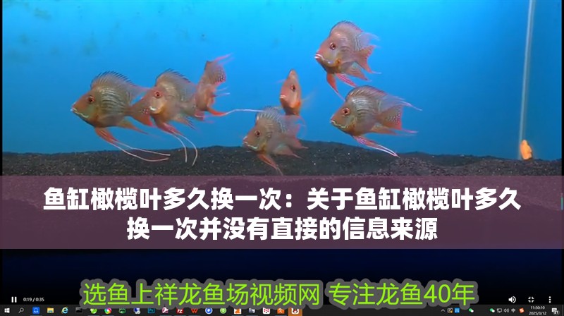 魚缸橄欖葉多久換一次：關于魚缸橄欖葉多久換一次并沒有直接的信息來源 魚缸橄欖葉多久換一次：關于魚缸橄欖葉多久換一次并沒有直接的信息來源 魚缸百科