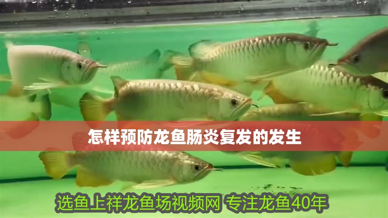 怎樣預防龍魚腸炎復發的發生