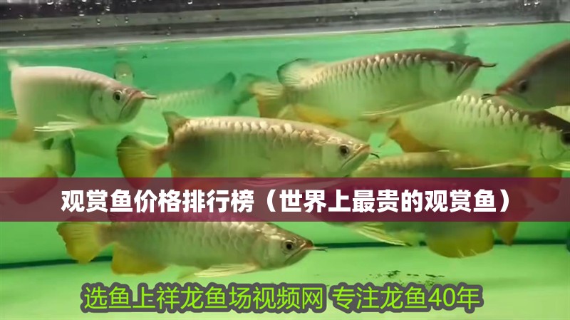 觀賞魚價格排行榜（世界上最貴的觀賞魚）