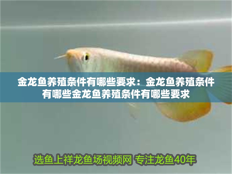 金龍魚養殖條件有哪些要求：金龍魚養殖條件有哪些金龍魚養殖條件有哪些要求