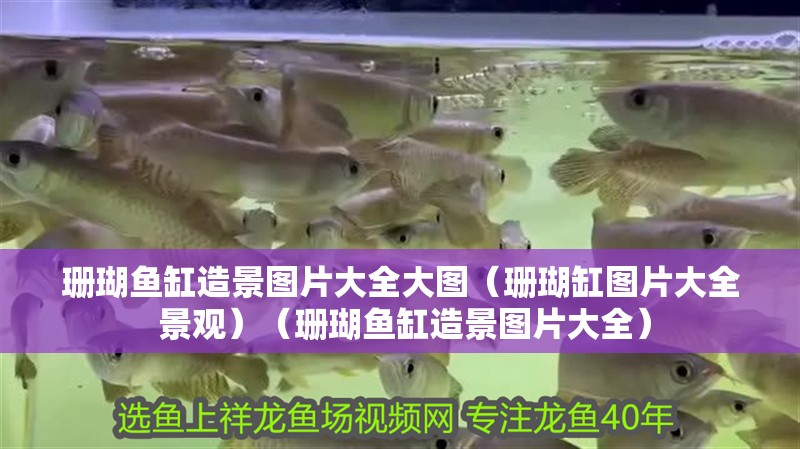 珊瑚魚缸造景圖片大全大圖（珊瑚缸圖片大全 景觀）（珊瑚魚缸造景圖片大全）