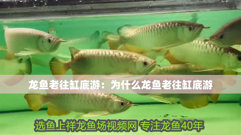 龍魚老往缸底游：為什么龍魚老往缸底游