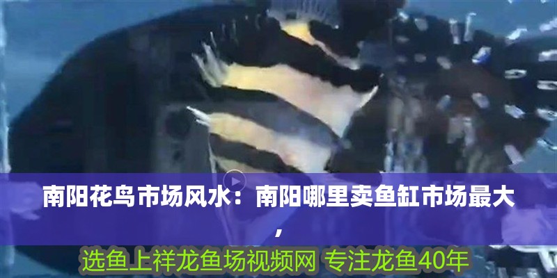 南陽花鳥市場風水：南陽哪里賣魚缸市場最大,