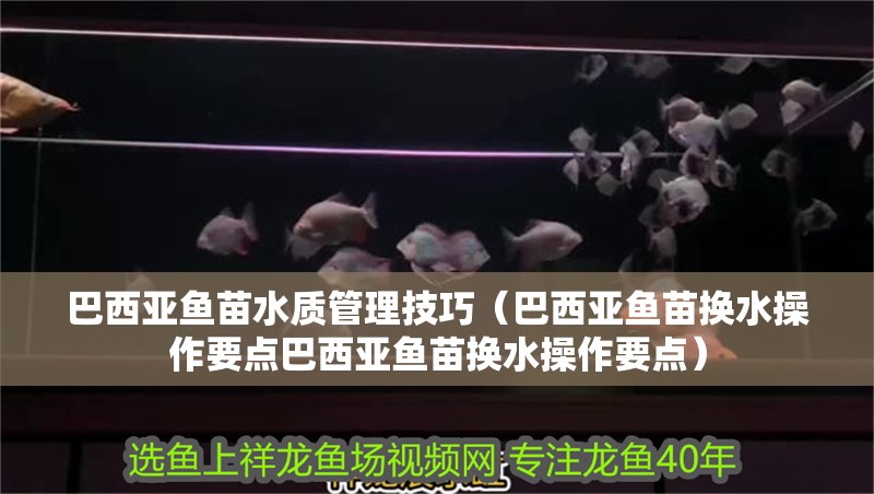 巴西亞魚苗水質管理技巧（巴西亞魚苗換水操作要點巴西亞魚苗換水操作要點）