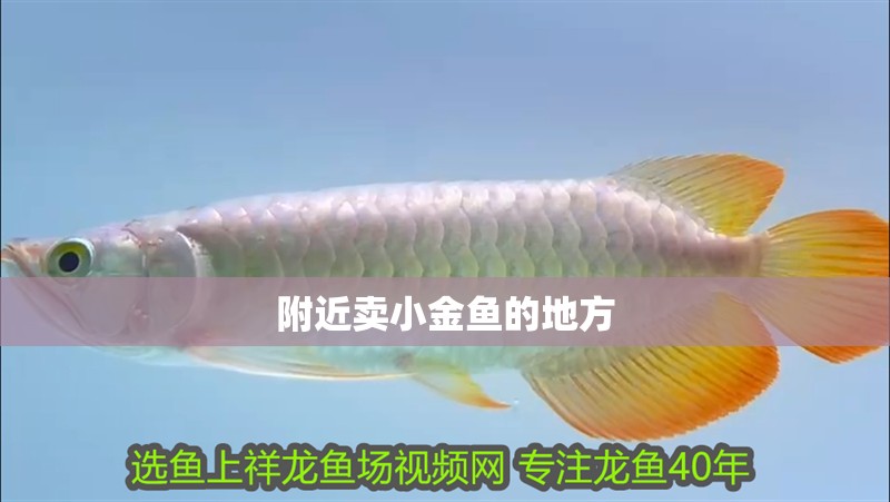 附近賣小金魚的地方 附近賣小金魚的地方 龍魚論壇