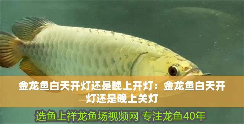 金龍魚白天開燈還是晚上開燈：金龍魚白天開燈還是晚上關燈