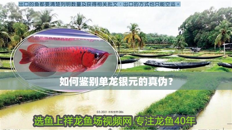 如何鑒別單龍銀元的真偽？