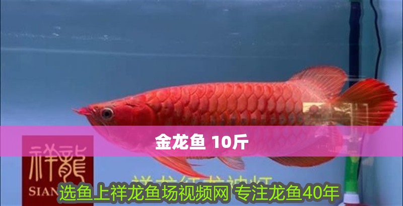 金龍魚 10斤 金龍魚 10斤 龍魚論壇