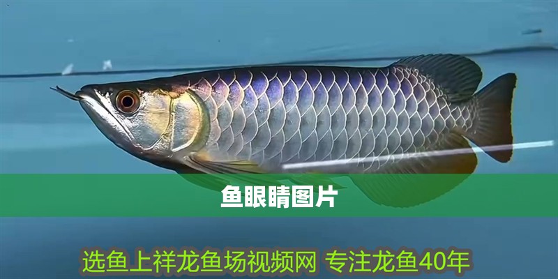 魚眼睛圖片 魚眼睛圖片 龍魚論壇