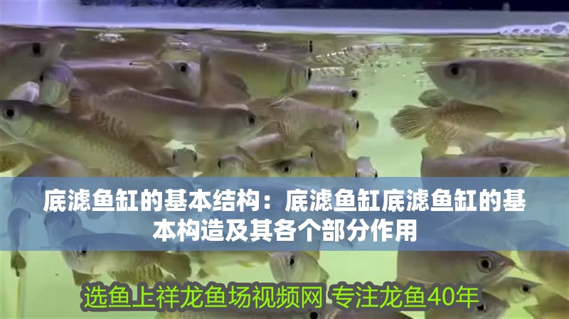 底濾魚缸的基本結構：底濾魚缸底濾魚缸的基本構造及其各個部分作用 底濾魚缸的基本結構：底濾魚缸底濾魚缸的基本構造及其各個部分作用 魚缸百科