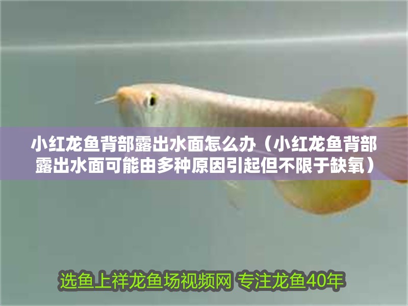 小紅龍魚背部露出水面怎么辦（小紅龍魚背部露出水面可能由多種原因引起但不限于缺氧）