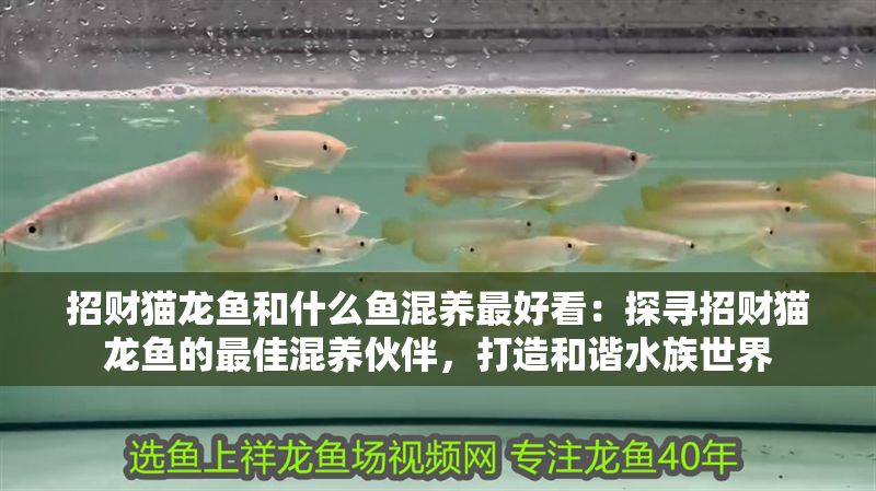 招財貓龍魚和什么魚混養(yǎng)最好看：探尋招財貓龍魚的最佳混養(yǎng)伙伴，打造和諧水族世界