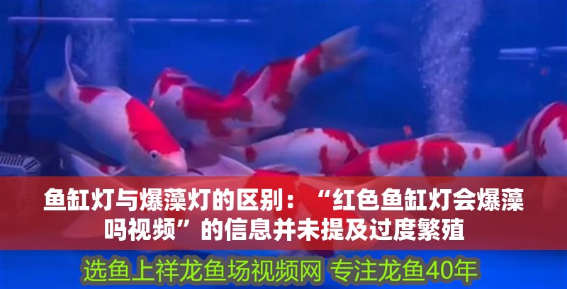魚缸燈與爆藻燈的區別：“紅色魚缸燈會爆藻嗎視頻”的信息并未提及過度繁殖