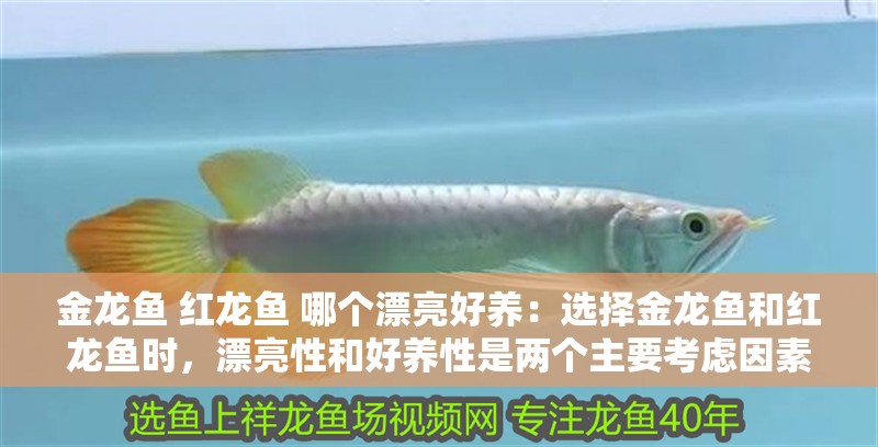金龍魚 紅龍魚 哪個(gè)漂亮好養(yǎng)：選擇金龍魚和紅龍魚時(shí)，漂亮性和好養(yǎng)性是兩個(gè)主要考慮因素