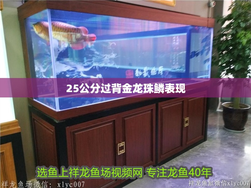 25公分過背金龍珠鱗表現(xiàn)