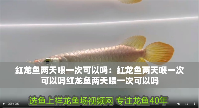 紅龍魚兩天喂一次可以嗎：紅龍魚兩天喂一次可以嗎紅龍魚兩天喂一次可以嗎