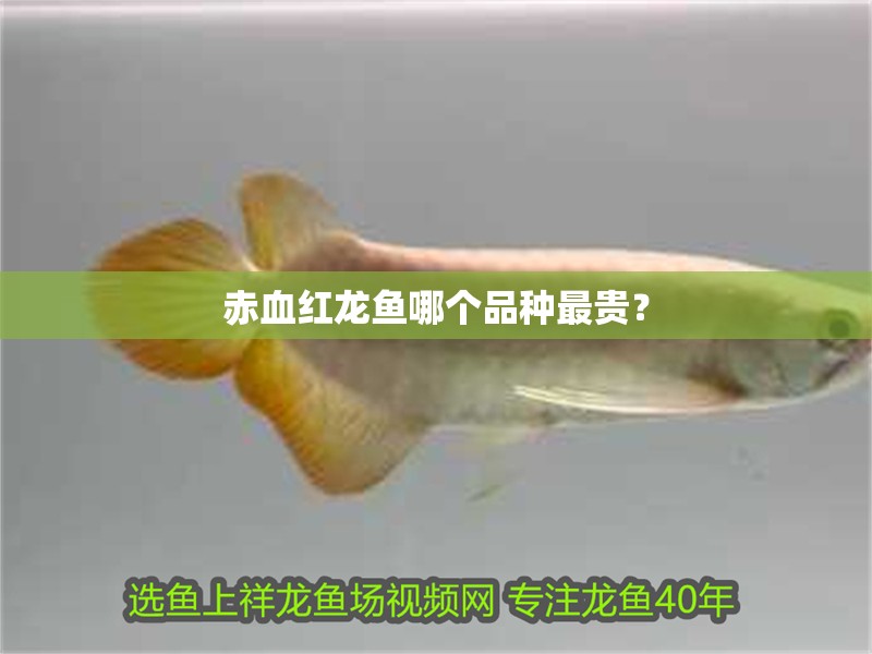 赤血紅龍魚哪個品種最貴？