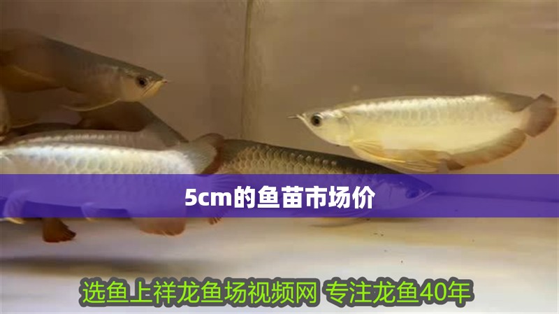 5cm的魚苗市場價(jià)