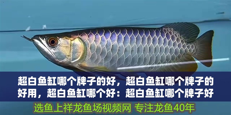 超白魚缸哪個牌子的好，超白魚缸哪個牌子的好用，超白魚缸哪個好：超白魚缸哪個牌子好，超白魚缸哪個牌子的好用，超白魚缸哪個好 超白魚缸哪個牌子的好，超白魚缸哪個牌子的好用，超白魚缸哪個好：超白魚缸哪個牌子好，超白魚缸哪個牌子的好用，超白魚缸哪個好 魚缸百科