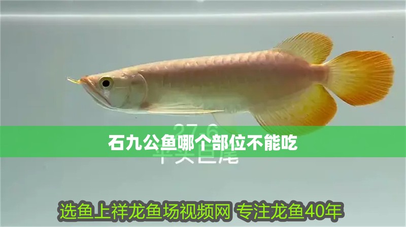 石九公魚哪個部位不能吃