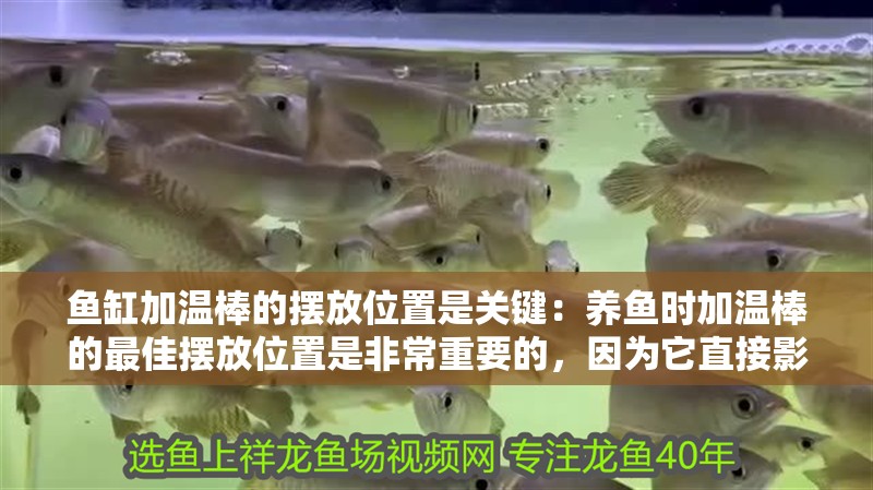 紅龍魚用黃燈烤有用嗎 魚缸加溫棒的擺放位置是關鍵:養(yǎng)魚時加溫棒的最佳擺放位置是非常重要的,因為它直接影響到魚缸內的水溫 魚缸百科 魚缸加溫棒的擺放位置是關鍵:養(yǎng)魚時加溫棒的最佳擺放位置是非常重要的,因為它直接影響到魚缸內的水溫 魚缸加溫棒的擺放位置是關鍵:養(yǎng)魚時加溫棒的最佳擺放位置是非常重要的,因為它直接影響到魚缸內的水溫 魚缸百科