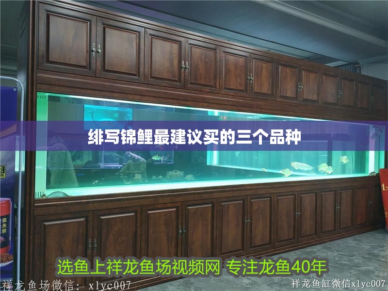 緋寫錦鯉最建議買的三個品種