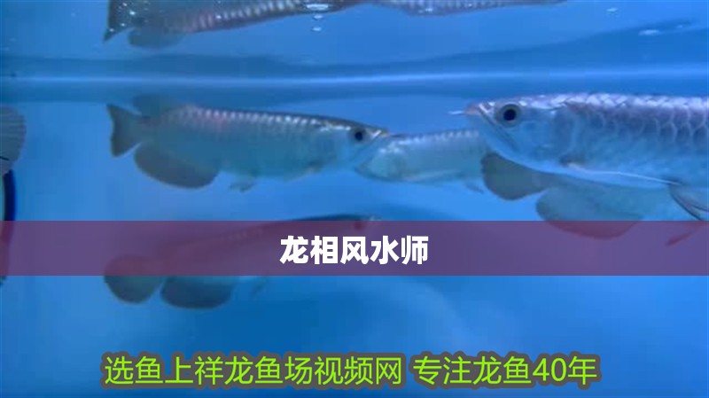 龍相風水師