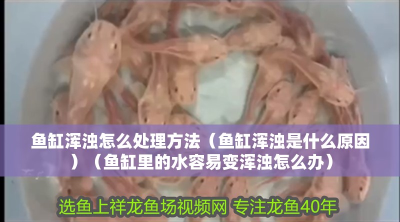 魚缸渾濁怎么處理方法（魚缸渾濁是什么原因）（魚缸里的水容易變渾濁怎么辦）