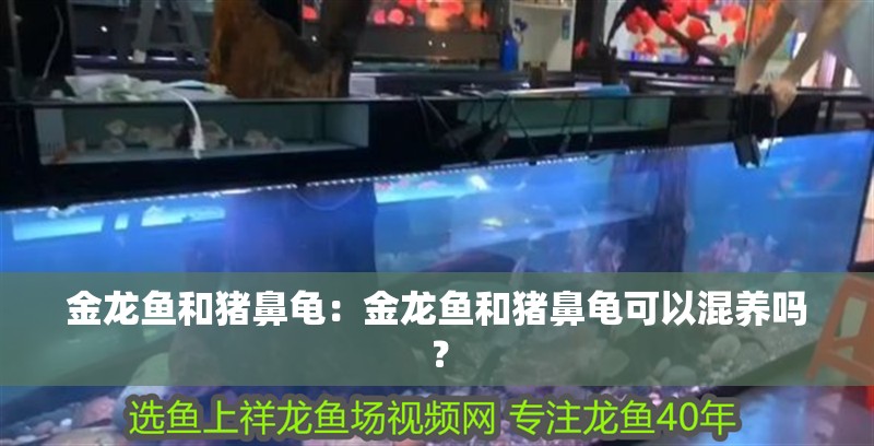金龍魚和豬鼻龜：金龍魚和豬鼻龜可以混養嗎？ 金龍魚和豬鼻龜：金龍魚和豬鼻龜可以混養嗎？ 龍魚百科