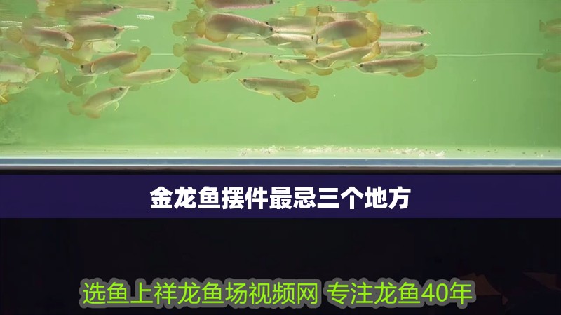 金龍魚擺件最忌三個(gè)地方