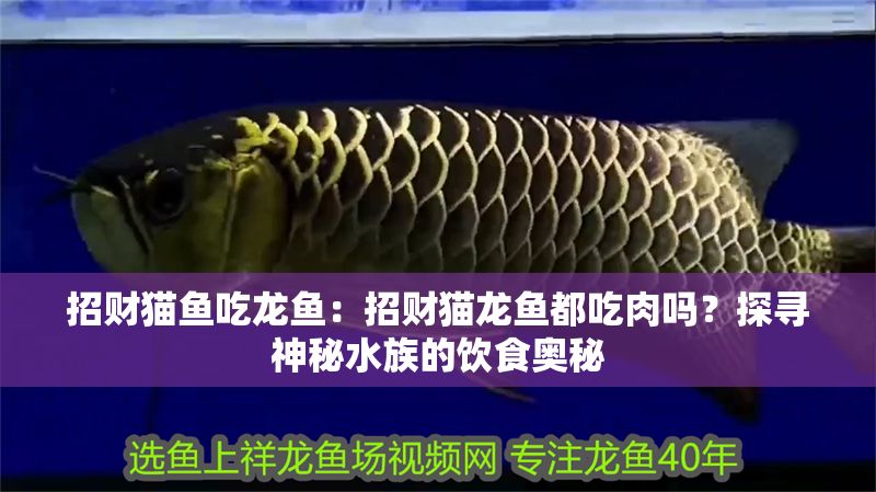 招財貓魚吃龍魚：招財貓龍魚都吃肉嗎？探尋神秘水族的飲食奧秘