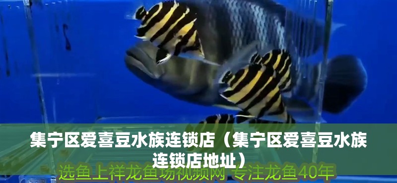 集寧區愛喜豆水族連鎖店（集寧區愛喜豆水族連鎖店地址） 集寧區愛喜豆水族連鎖店（集寧區愛喜豆水族連鎖店地址） 全國水族館企業名錄