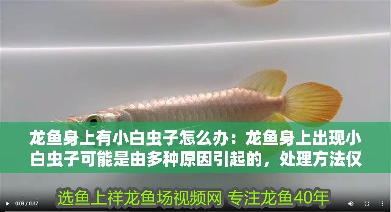 龍魚身上有小白蟲子怎么辦：龍魚身上出現小白蟲子可能是由多種原因引起的，處理方法僅供參考 龍魚身上有小白蟲子怎么辦：龍魚身上出現小白蟲子可能是由多種原因引起的，處理方法僅供參考 龍魚百科