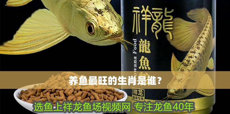 養魚最旺的生肖是誰？