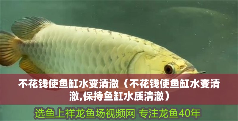 不花錢(qián)使魚(yú)缸水變清澈（不花錢(qián)使魚(yú)缸水變清澈,保持魚(yú)缸水質(zhì)清澈）