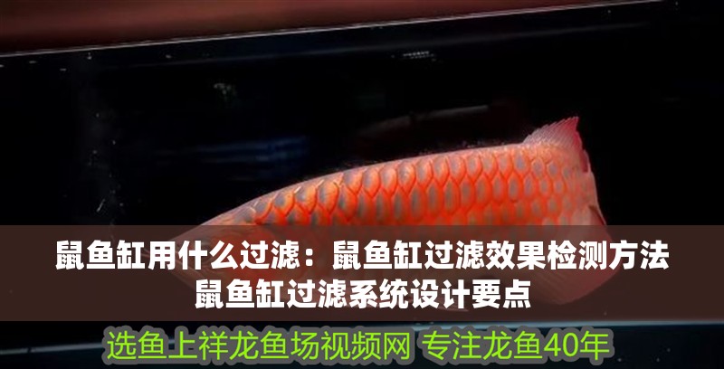 鼠魚缸用什么過濾：鼠魚缸過濾效果檢測方法鼠魚缸過濾系統設計要點