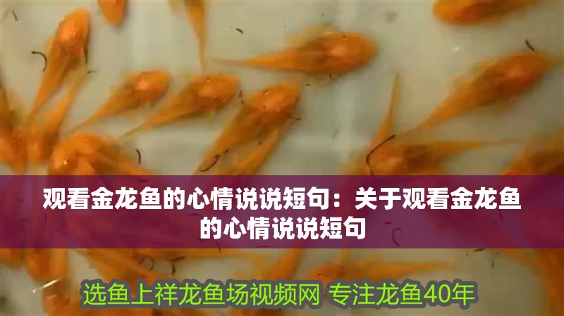 觀看金龍魚的心情說說短句：關(guān)于觀看金龍魚的心情說說短句 觀看金龍魚的心情說說短句：關(guān)于觀看金龍魚的心情說說短句 龍魚百科