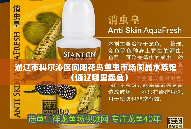 通遼市科爾沁區(qū)向陽花鳥魚蟲市場周晶水族館（通遼哪里賣魚） 通遼市科爾沁區(qū)向陽花鳥魚蟲市場周晶水族館（通遼哪里賣魚） 全國水族館企業(yè)名錄