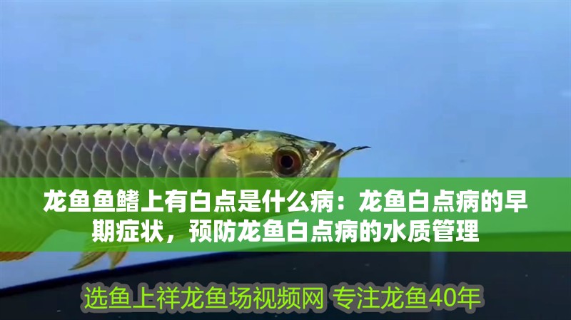 龍魚魚鰭上有白點是什么病：龍魚白點病的早期癥狀，預防龍魚白點病的水質管理