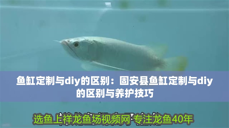 魚缸定制與diy的區(qū)別：固安縣魚缸定制與diy的區(qū)別與養(yǎng)護(hù)技巧